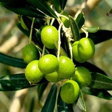 Tüplü Bodur Arbequına Zeytin Fidanı
