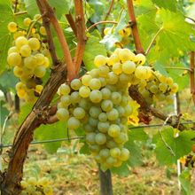 Tüplü Chardonnay Üzüm Asma-Bağ Fidanı