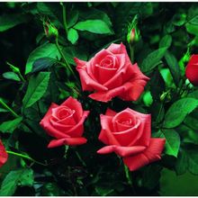 Tüplü Lady Rose Kokulu Gül Fidanı