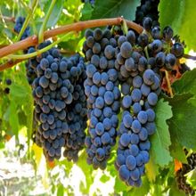 Tüplü Orta Geçci Verimli Şaraplık Syrah Şiraz Üzüm Asma-Bağ Fidanı