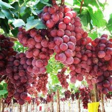 Tüplü Sofralık İri Salkımlı Bol Verimli Red Globe Üzüm Asma-Bağ Fidanı