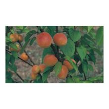 Tüplü Yarı Bodur Roksana Kayısı Fidanı