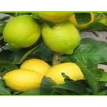 Tüplü Yediveren Limon Fidanı Saksılı