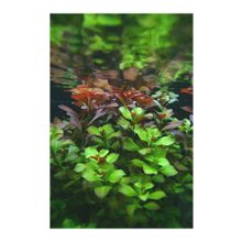 Woof Ludwigia Green 5 Dal Kusursuz Form Akvaryum Bitkisi Canlı Bitki