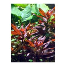 Woof Ludwigia Peruensis 5 Dal Kusursuz Form Renkli Akvaryum Bitkisi Canlı Bitki