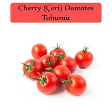 Zencefil Organik 1x250 Adet Cherry Domates Salkım Domates Tohumu