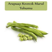 Zencefil Organik 25x20 Adet Yerli Bakla Tohumu