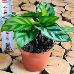 Adenium Adenium Fidesi Col Gulu Fidesi 17 14 Tl