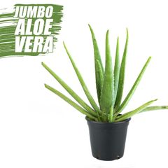 Aloe Vera Bitkisi Fiyatlari