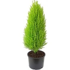 Bonsai Yapilabilir Bodur Limon Agaci Tohumu Fiyatlari Ve Ozellikleri