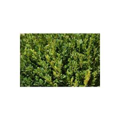 Plant Media Osmanli Simsiri Buxus Microphylla Faulkner