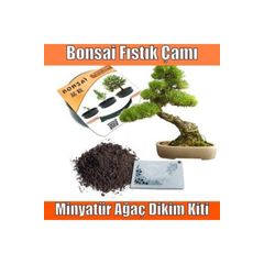 Cam Tohum Bodur Keci Boynuzu Bonsai Agaci Tohumu 5 Li Fiyati