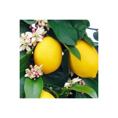 Saksida Asili Meyve Mayer Limon Fidani Satisi