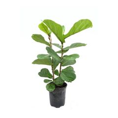 Ficus Fiyatlari Ve Modelleri