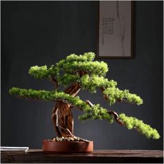 Bonsai Agaci Saksisi Fiyat Ve Modelleri