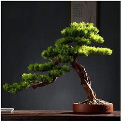 Bonsai Agaci Saksisi Fiyat Ve Modelleri