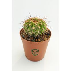 gymnocalycium kaufen Gymnocalycium saglionis – Secret Garden Plant Shop main image 1