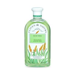 aloe vera pflanze größe Aloe Vera - Barbadensis miller