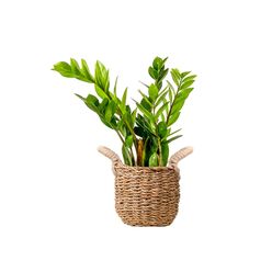 Zamia Bitkisi Fiyatlar