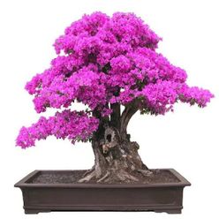 eugenia bonsai Bonsai Plant