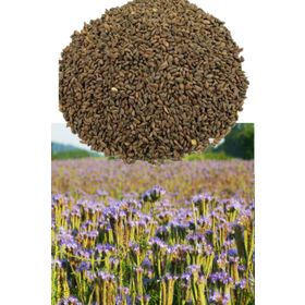 1 kg Faselya-Arı Otu Tohumu