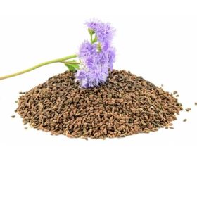 1 kg Faselya-Arı Otu Tohumu