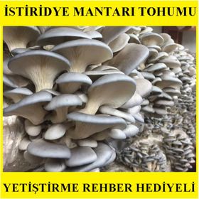 10 kg Istiridye Mantarı Tohumu