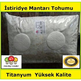 10 kg Istiridye Mantarı Tohumu
