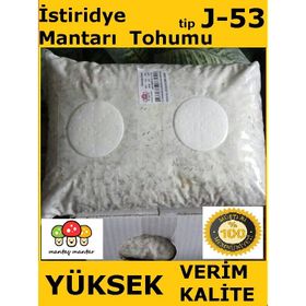 10 kg Istiridye Mantarı Tohumu