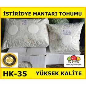 10 kg Istiridye Mantarı Tohumu