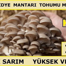 10 kg Istiridye Mantarı Tohumu