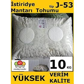 10 kg Istiridye Mantarı Tohumu