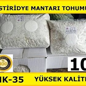 10 kg Istiridye Mantarı Tohumu