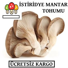 10 kg Istiridye Mantarı Tohumu