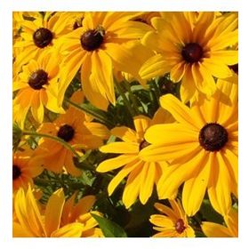 100 Adet Afrika Papatyası Rudbeckia Tohumu