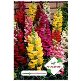 100 Adet Aslanağzı Antirrhinum Majus Tohumu