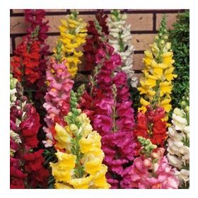 100 Adet Aslanağzı Antirrhinum Majus Tohumu