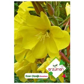 100 Adet Ezan Çiçeği Oenothera Tohumu