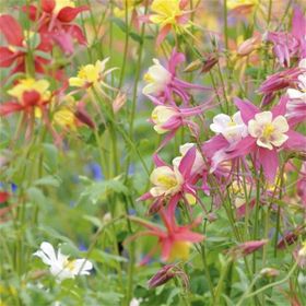 1001fidan 3713 Aquilegia Vulgaris Haseki Küpesi Fidesi