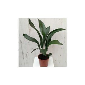 1001fidan 3734 Aspidistra Elatior Salon Yaprağı Fidanı