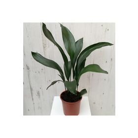 1001fidan 3734 Aspidistra Elatior Salon Yaprağı Fidanı