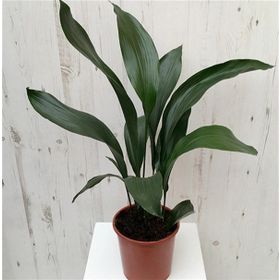 1001fidan 3734 Aspidistra Elatior Salon Yaprağı Fidanı