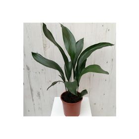 1001fidan 3734 Aspidistra Elatior Salon Yaprağı Fidanı