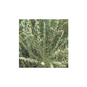 1001fidan 3785 Atriplex Canescens Dört Kanatlı Tuz Çalısı Fidanı