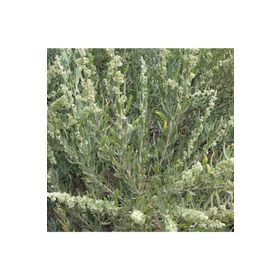 1001fidan 3785 Atriplex Canescens Dört Kanatlı Tuz Çalısı Fidanı