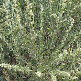 1001fidan 3785 Atriplex Canescens Dört Kanatlı Tuz Çalısı Fidanı