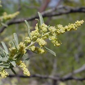 1001fidan 3785 Atriplex Canescens Dört Kanatlı Tuz Çalısı Fidanı