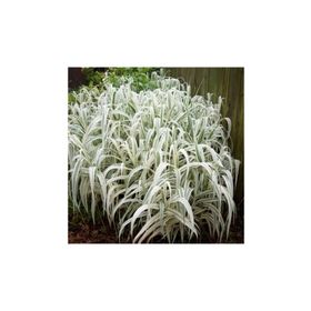 1001fidan 3802 Arundo Donax Variegata Alacalı Dev Kamış Fidanı