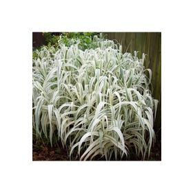 1001fidan 3802 Arundo Donax Variegata Alacalı Dev Kamış Fidanı