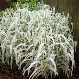 1001fidan 3802 Arundo Donax Variegata Alacalı Dev Kamış Fidanı